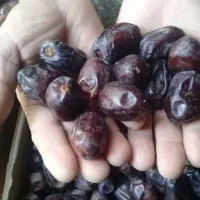 فروش 16 تا مادر کارتن خرما مضافتی