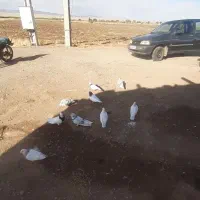 فروشی کبوتر|پرنده|باغ حلی, |دیوار