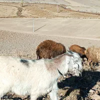 بز و بزغاله تویشک