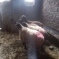 سلام دوراس کاور دوراس میش جوان|حیوانات مزرعه|تربت جام, میان جام|دیوار