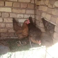 فروش مرغ تخم گذار