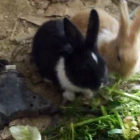 خرگوش بازی گوش وبدون مریض ومنیاتوری ونروماد|موش و خرگوش|مریوان, |دیوار