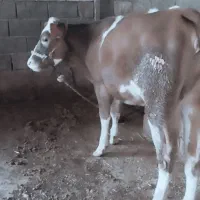 گوساله ماده