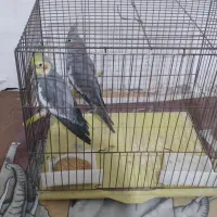 یک جفت عروس هلندی هردودست آموز به علت مهاجرت زیر