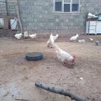 مرغ وخروس واورک وغاز