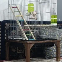 فروش فوری|لوازم جانبی حیوانات|نسیم‌شهر, |دیوار