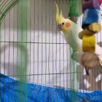 عروس هلندی ماده|پرنده|کرمان, |دیوار
