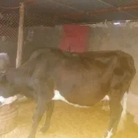 گاو آبستن شیش دانگ|حیوانات مزرعه|دره شهر, |دیوار