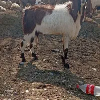 نربز|حیوانات مزرعه|مانه, |دیوار