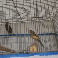 کوتوله مولد وقناری|پرنده|نجف‌آباد, قلعه سفید|دیوار