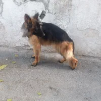 ژرمن شپرد اصیل کلاس A|سگ|رودهن, |دیوار