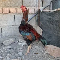خروس