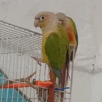 گرینچیک جوجه ۱۵روزه یک عدد|پرنده|سبزوار, شرق کال جنوبی (شمس آبادی)|دیوار