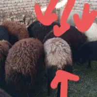 ۶راس شکم دوم آبستن۲راس بره داریکیش دوقلووباقوچ همو|حیوانات مزرعه|بناب, |دیوار