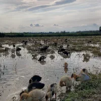 فروش جوجه اردک های یک ماهه(با تضمین سلامت و اصالت)|حیوانات مزرعه|گوراب زرمیخ, |دیوار