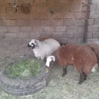 بره  نژادی  و  چاق  . بز  گوسفند