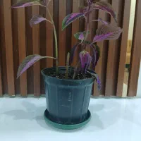 گل حسن یوسف