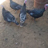 ۴عدد بقلمون دونر ودوماده