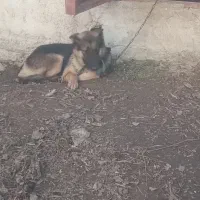 سگ ژرمن|سگ|قائمشهر, |دیوار