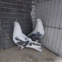نروماده یه کتی