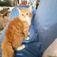 گربه|گربه|سمنان, |دیوار