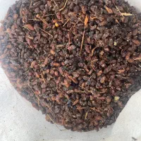 کشمش افتابی و گله کاشمری تربت جام|خوردنی و آشامیدنی|تربت جام, علوی|دیوار