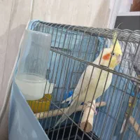 عروس هلندی سخنگو|پرنده|کرج, آق تپه|دیوار