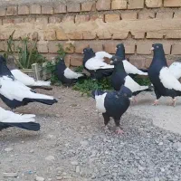 کبوتر سینه سیاه کلکسیونی جفت کت سفید|پرنده|تهران, کیانشهر|دیوار