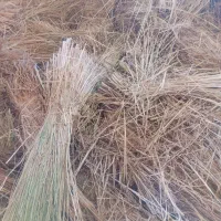 کاه گندم|لوازم جانبی حیوانات|محمدیه-قزوین, |دیوار