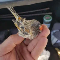 سهره و گلبسر درجه یک|پرنده|ملایر, |دیوار