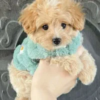 پو پو نژاد ایده آل . توله سگ مالتیپو ۵ م|سگ|تهران, وردآورد|دیوار