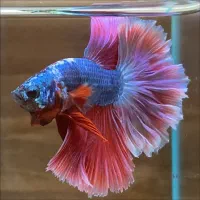 ماهی فایتر خریدارم