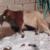 بزچاق جوان  شش نهصد