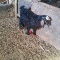 بزغاله|حیوانات مزرعه|دشت ذهاب, |دیوار