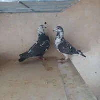 جفت بزک نره وماده به شرط|پرنده|شهرضا, |دیوار