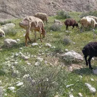 قوچ چینی|حیوانات مزرعه|زرقان, |دیوار