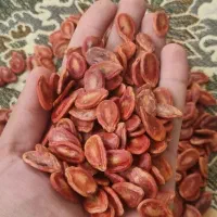 تخمه هندونه لوکس