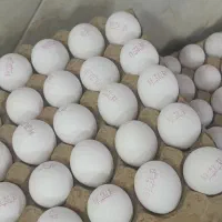 پخش تخم مرغ