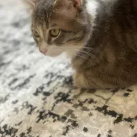 گربه|گربه|کرج, ساماندهی|دیوار