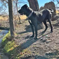 واگذاری سگ سرابی