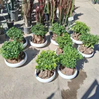 بنسای|گل و گیاه طبیعی|مشهد, نیروی هوایی|دیوار