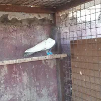 کبوتر رنگی|پرنده|اهواز, کیانپارس |دیوار