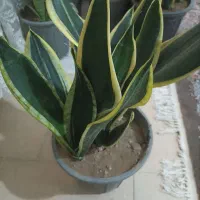 گل آپارتمانی