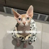 اسفینکس گربه بدون مو