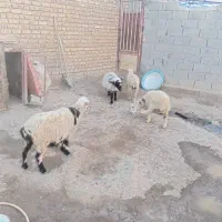 بره و میش|حیوانات مزرعه|کرباسک, |دیوار