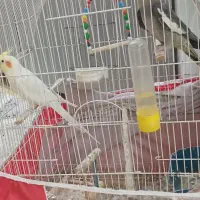 طوطی عروس سخنگو سالم وسرحال|پرنده|قائم‌شهر, |دیوار