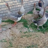 بوقلمون و غاز|حیوانات مزرعه|مشهد, اروند|دیوار
