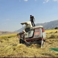 برنج کامفیروزی|خوردنی و آشامیدنی|کر, |دیوار