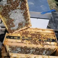 عسل تازه کاملا طبیعی