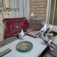 جفت کبوتر شیرازی با جوجه هاشون|پرنده|سوسنگرد, |دیوار